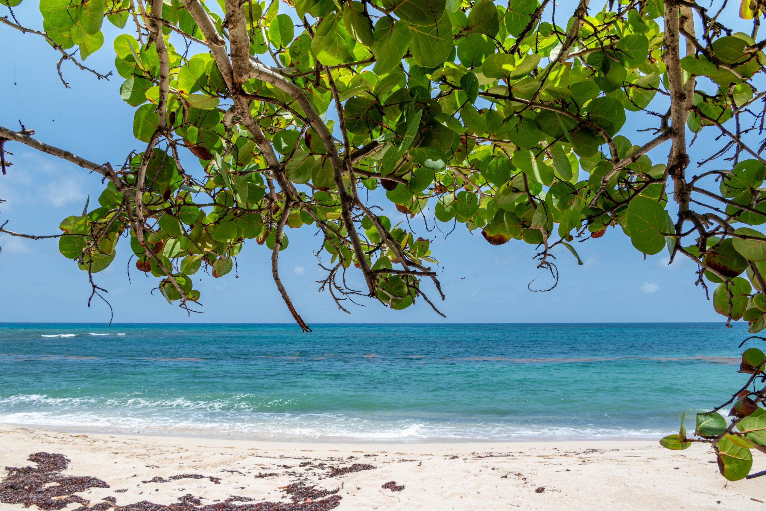 Grapetree Beach St. Croix: Your Ultimate Guide to Paradise