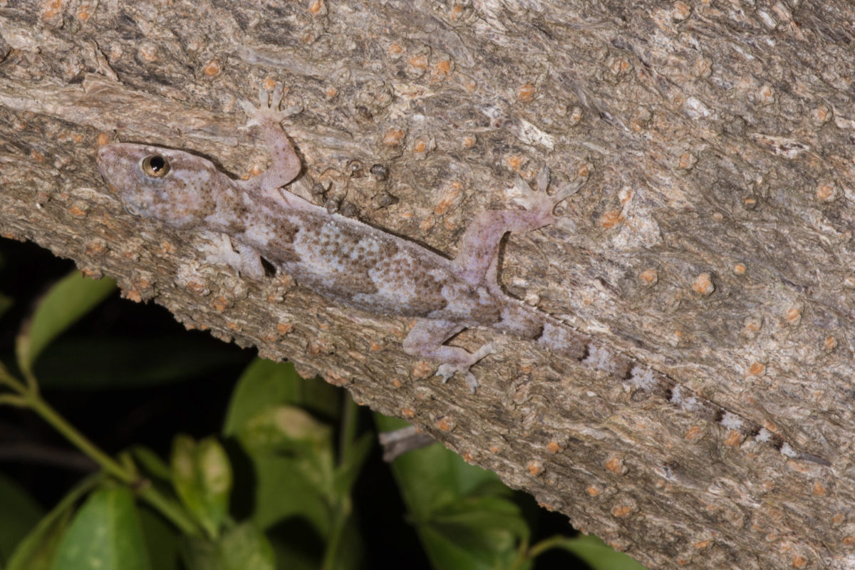 Beware The Mystical Silk Cotton Tree: Haunted Caribbean