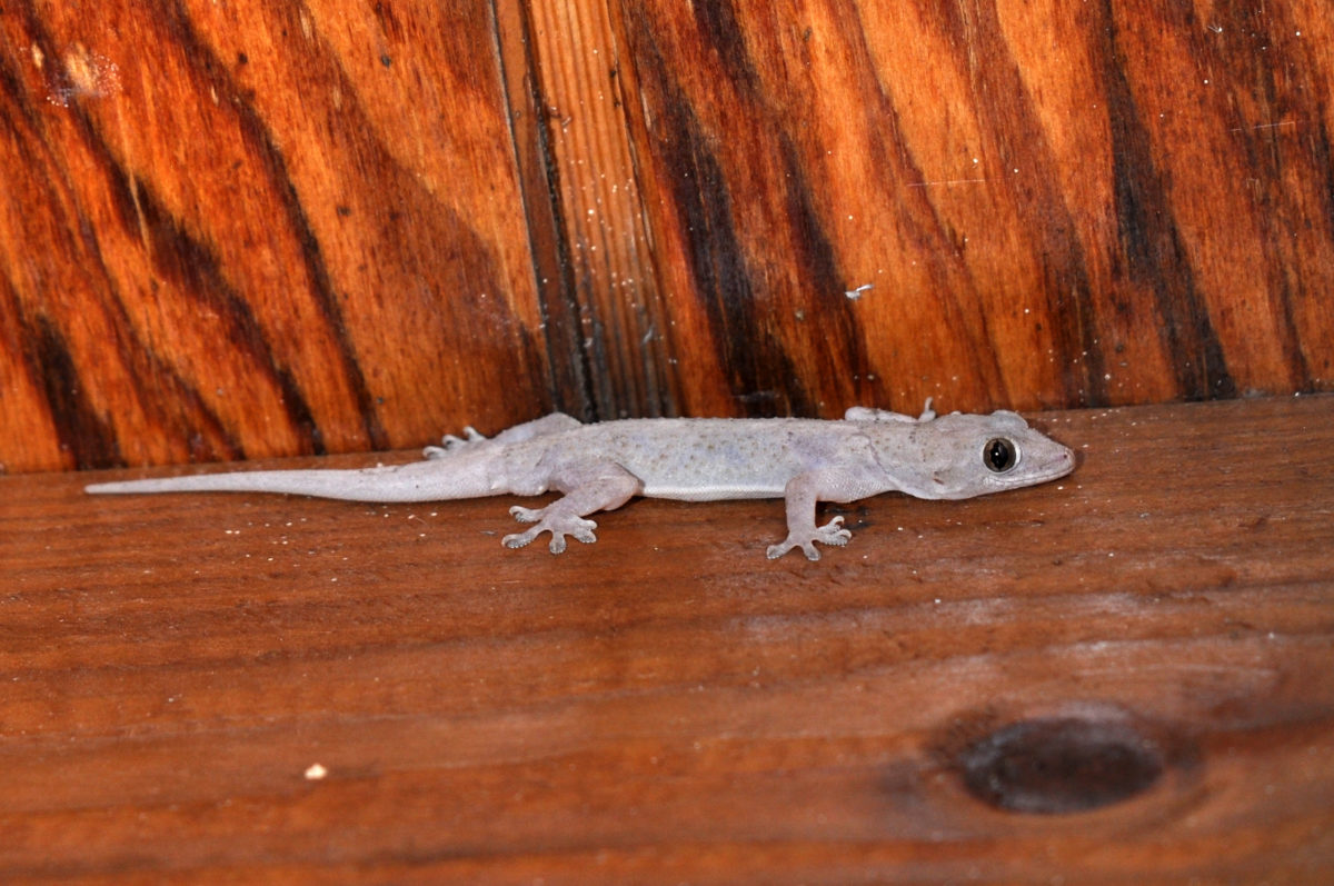 Hemidactylus mabouia