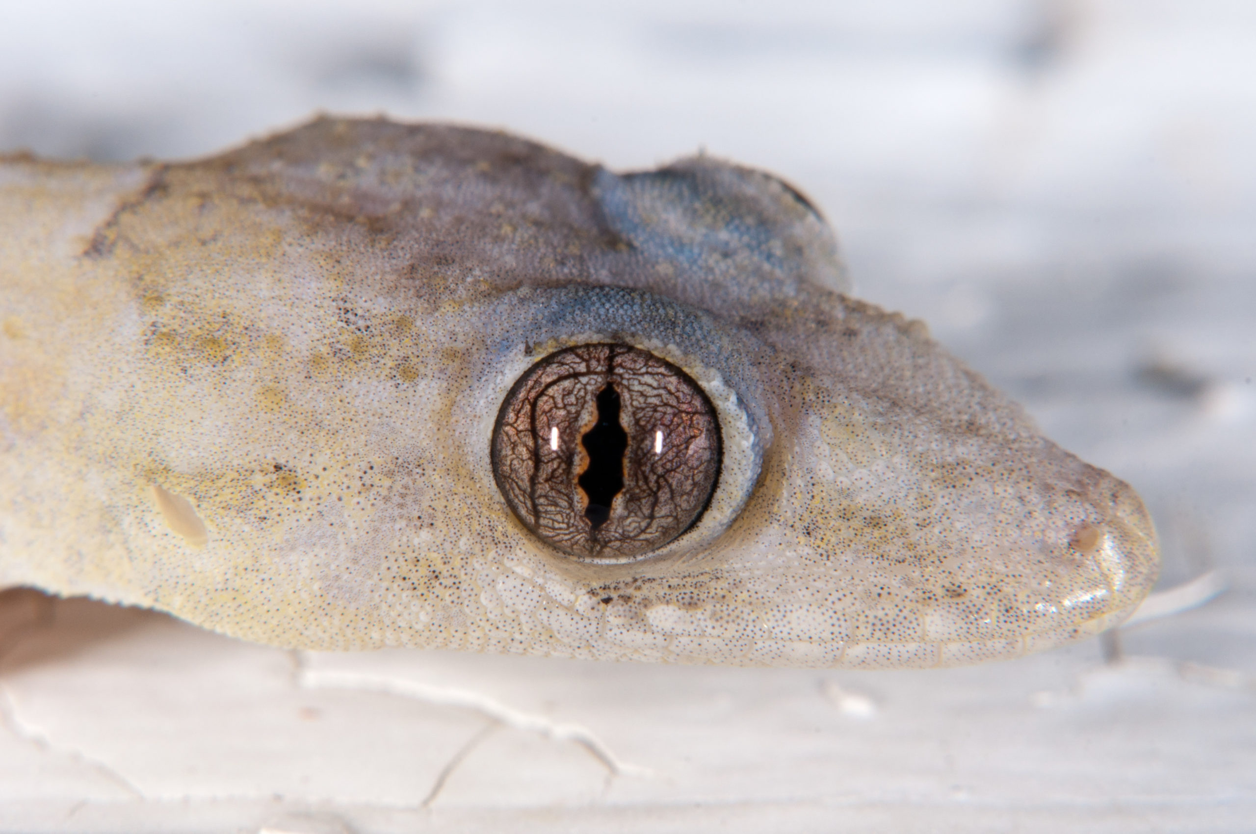 House Gecko (Mabouya): Helpful Horror Inside Every West Indian Home