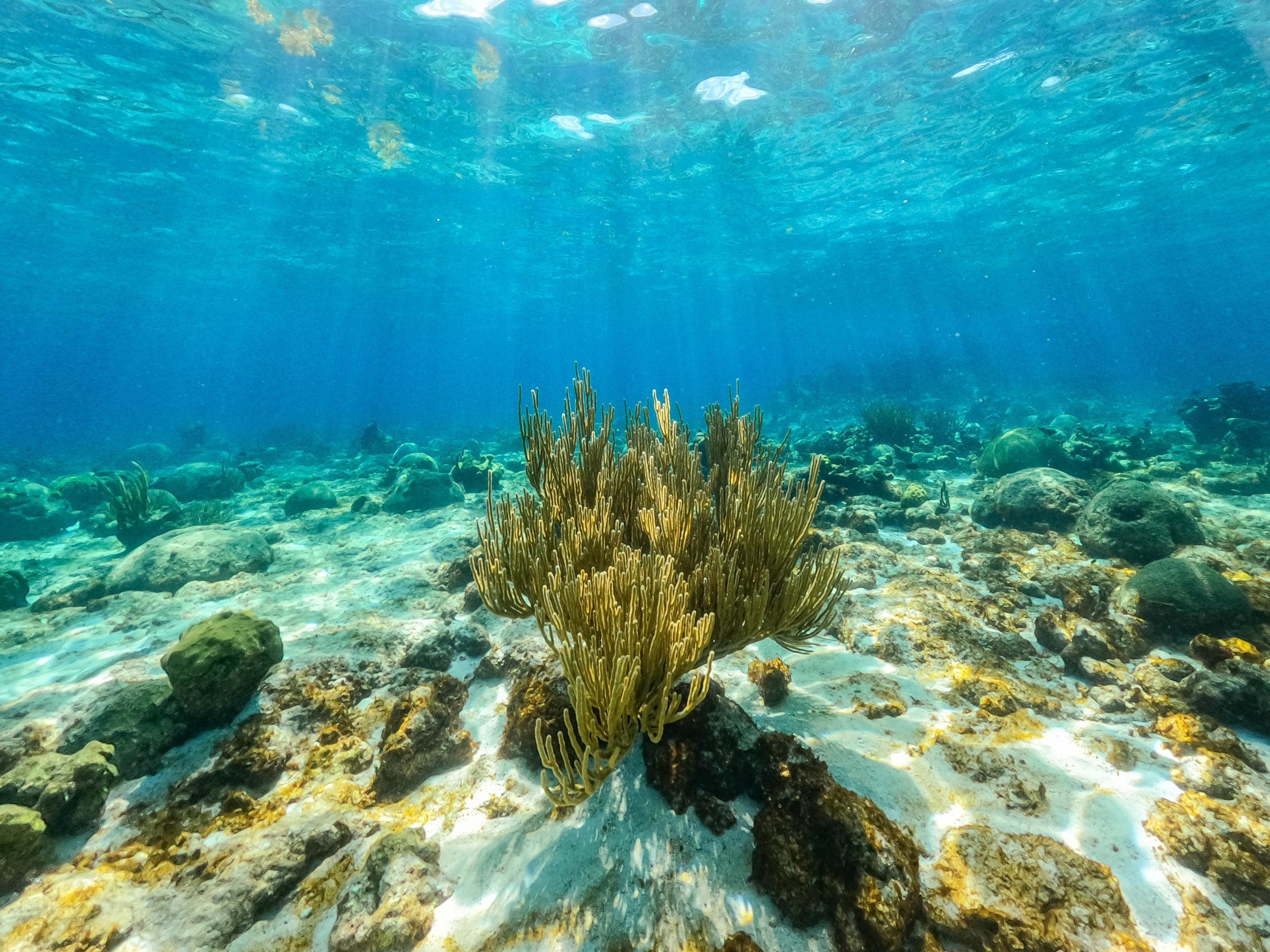 Harbour Village Marina Webcam Brings Undersea Bonaire Home to You