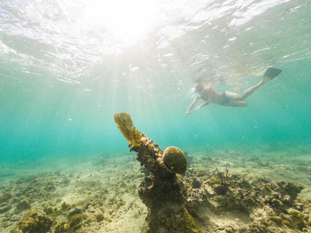 Snorkeling Butler Bay for signs of coral renewal