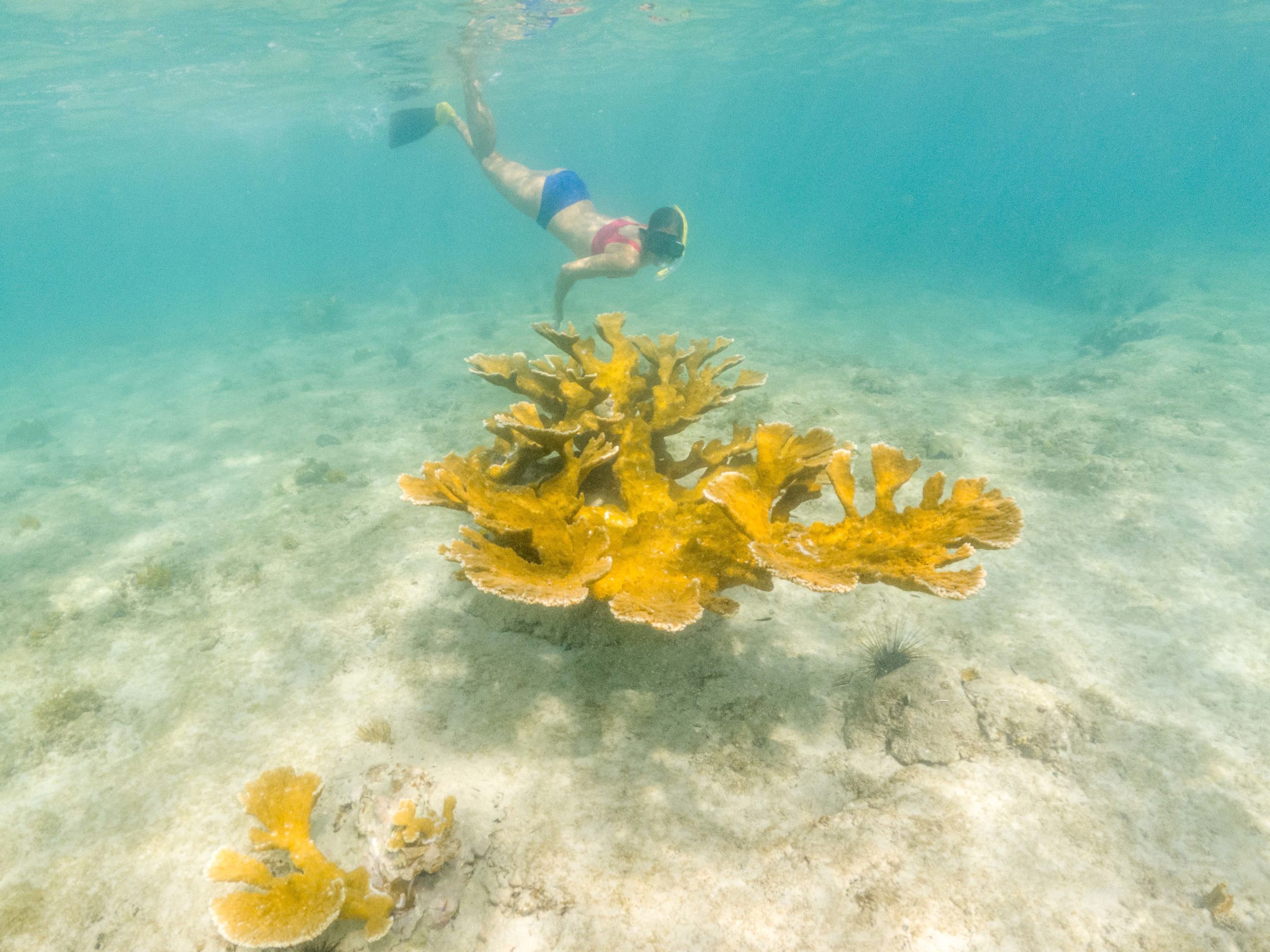 Snorkeling Butler Bay, St. Croix