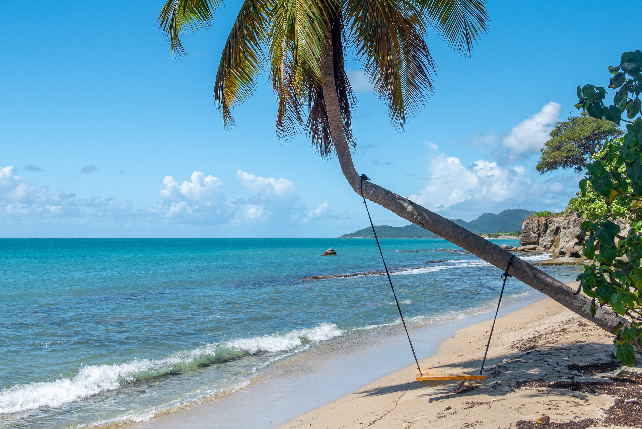 Vieques Palm Tree Swing