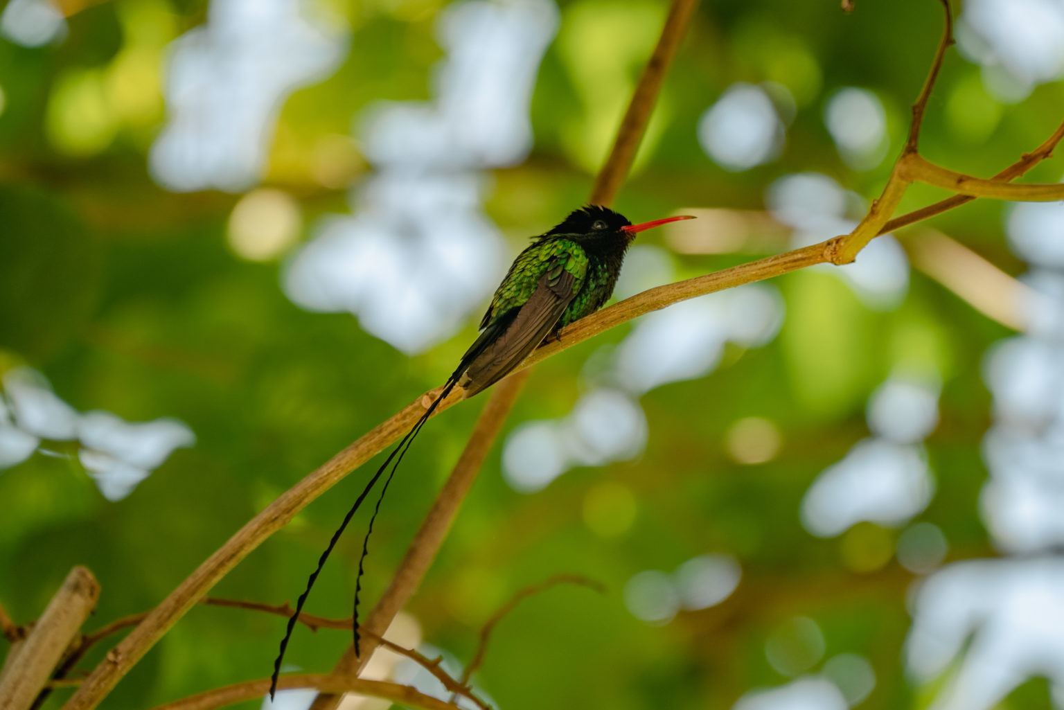 Doctor Bird – Uniquely Stunning Symbol of Jamaica