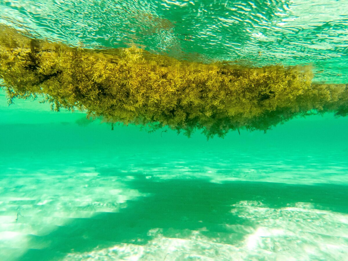 Sargassum floating in the Caribbean