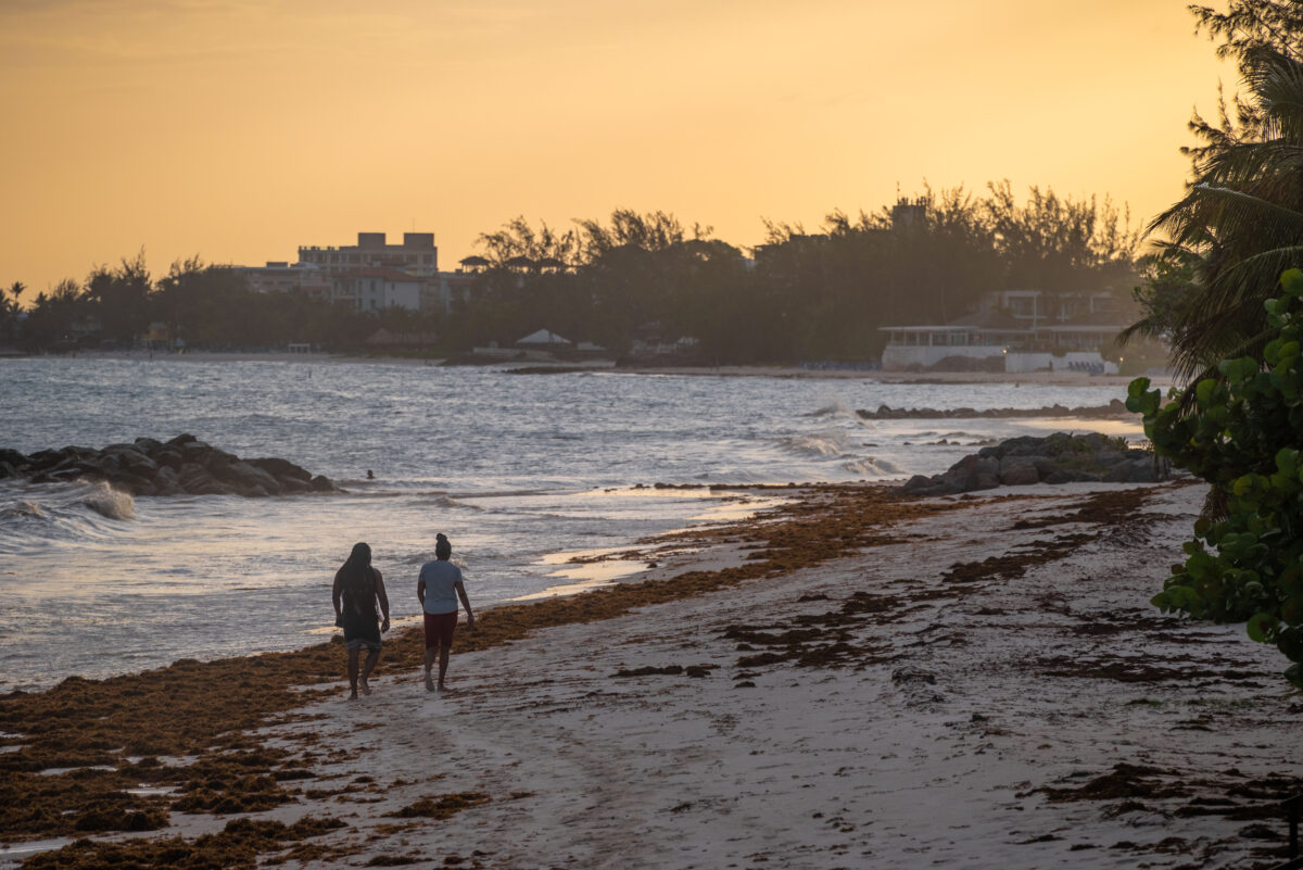 Barbados Sargassum