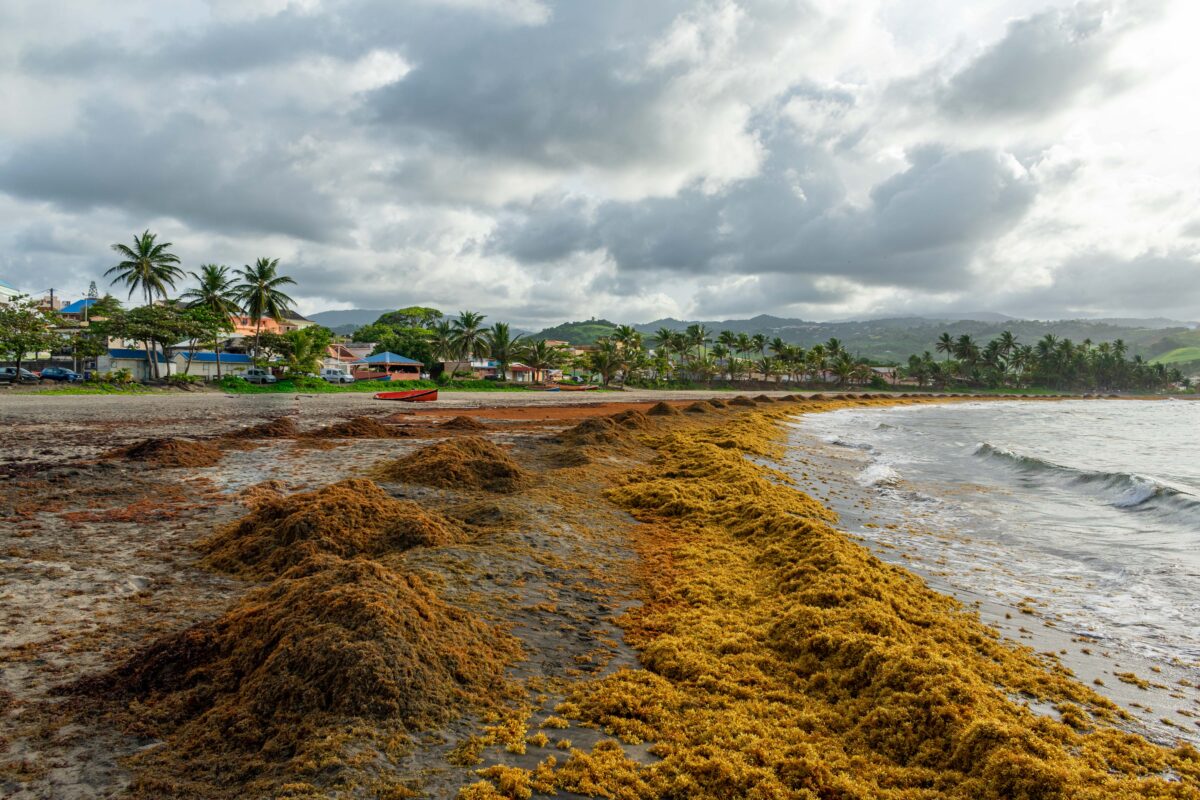 Sainte-Marie Beach, Martinique
