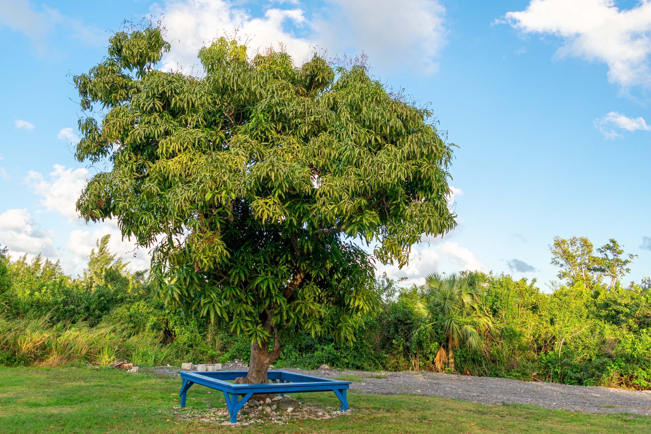 Mango tree meeting place in Nassau, The Bahamas