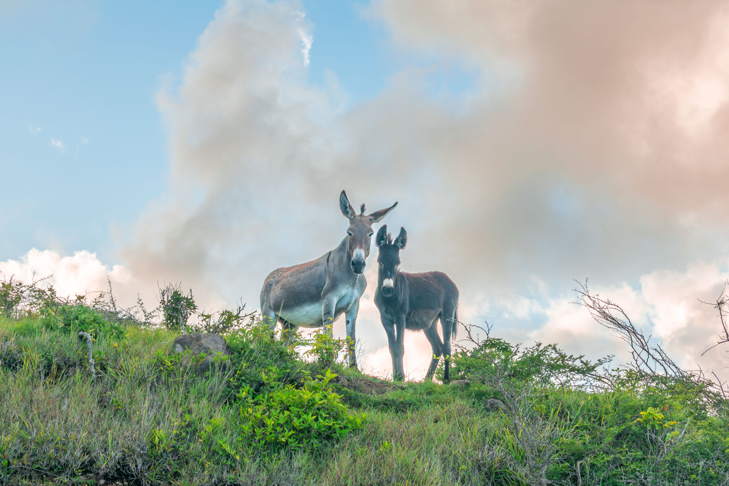 Montserrat Donkeys